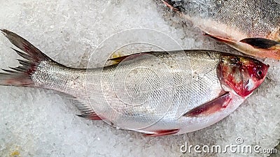 TheÂ bighead carp fish on ice for sale in supermarket Stock Photo